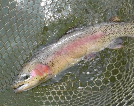 大安トラウトレイク 釣果